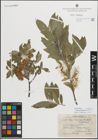 Foto von Salix myrsinifolia subsp. borealis (Fr.) Hyl. x Salix phylicifolia L.
